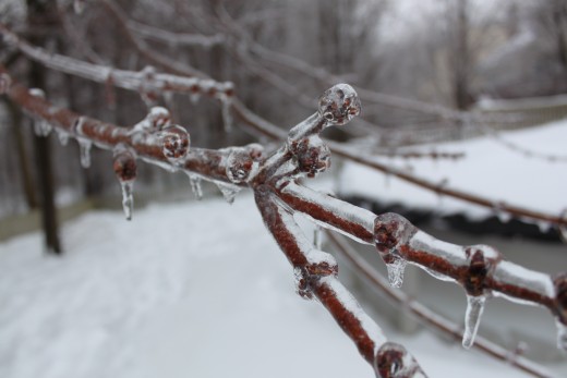 Ice accreation on tree branches during the Groundhog Day storm. 