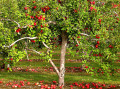 Johnny Appleseed - Reality or Myth? Researchers Try To Decide