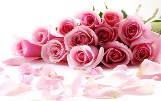 pink roses for your valentine