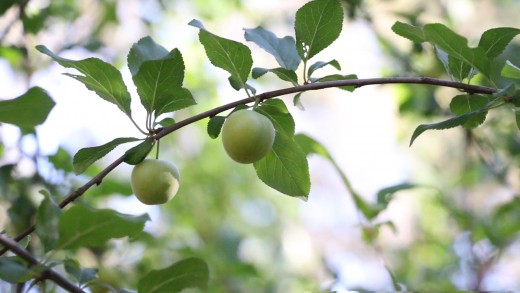 Garden film diary project, combined with gardening work
