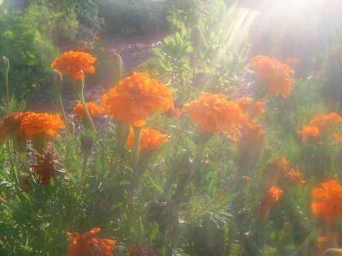 Marigold flowers are used in some herbal teas, like with Tazo's chamomile blend.