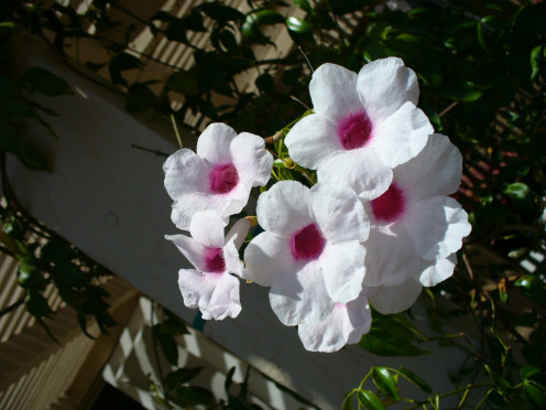 Pretty white flowers, with a pink center. 