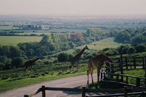 The giraffes showing that they too prefer the greener grass on the other side.