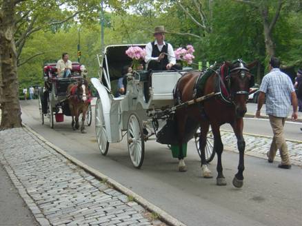 Nothing is more romantic than a carriage ride around Central Park!