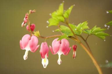 Bleeding Hearts are hardy in zones 3 through 9 and are not eaten by deer