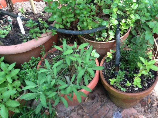 Both herbs and vegetables can be grown in large containers. Drip hoses provide irrigation during droughts.The pots contain sage, rosemary and several varieties of mint.