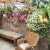 My Patio, Orchid Cactus and Star Jasmine. I keep a lot of ornamental plants. This is my front patio, early spring. My Patio, Orchid Cactus and Star Jasmine. I keep a lot of ornamental plants. This is my front patio, early spring.