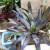Neoregelia (Bromeliad). Yes, I put a lot of organics into every soil mixture even in pots. Neoregelia (Bromeliad). Yes, I put a lot of organics into every soil mixture even in pots.