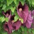 Aristolochia gigantea again in my front patio. The common name is Giant Dutchman's Pipe. The flowers measure 16" Aristolochia gigantea again in my front patio. The common name is Giant Dutchman's Pipe. The flowers measure 16"