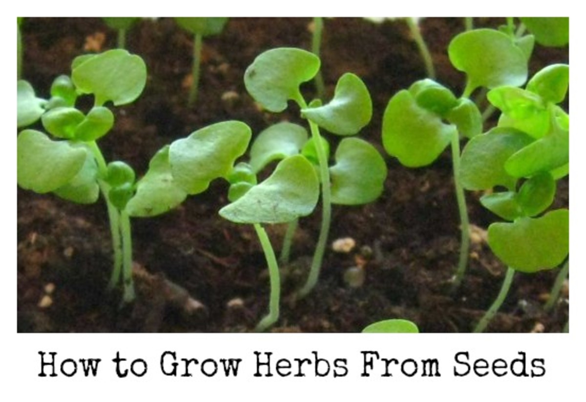 How To Grow An Herb Garden From Seed Dengarden