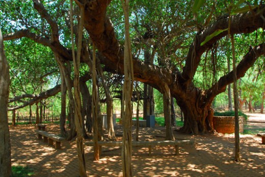 The Banyan Tree   