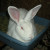 Hey, they don't live forever, "BunBun" now resides under a shady garden to replace some of the damage she did digging... Hey, they don't live forever, "BunBun" now resides under a shady garden to replace some of the damage she did digging...