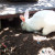 And digging...But our pets ate really well while they were with us (so did our kids). BunBun loved to dig in my garden. Me? Not so much. And digging...But our pets ate really well while they were with us (so did our kids). BunBun loved to dig in my garden. Me? Not so much.