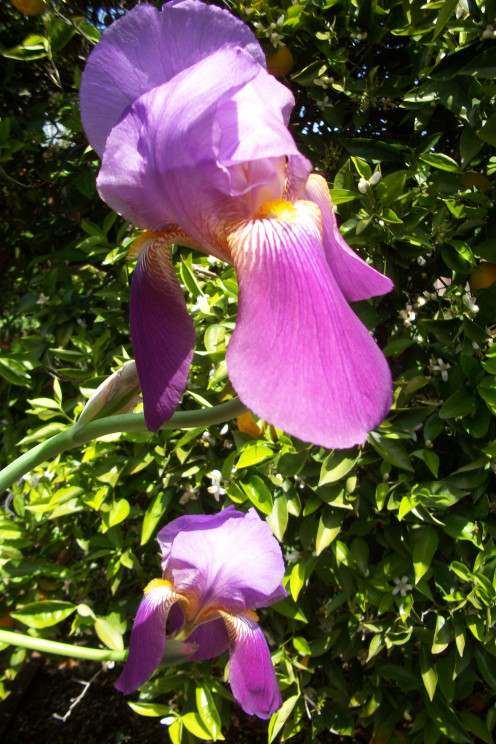 John and I had found this iris growing at a very old home in an abandoned rural area, the only thing left was the foundation and these iris.