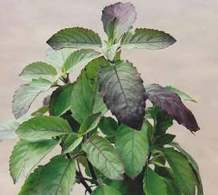 Thai Basil has a bright citrus, mint, and grassy flavor. Good for use in baking and flavoring vinegars and oils. Used in Asian cooking