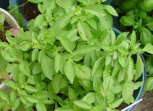 Lemon Basil has a citrus scent and flavor. It's pungent and strong is perfect for pairing with fish, seafood, and poultry. 