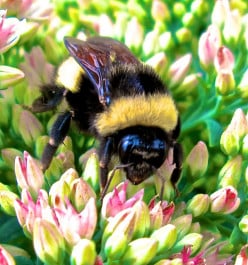 Drunk Bumblebee Haikus and Bee Macro Photography