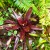 My favorite Neoregelia