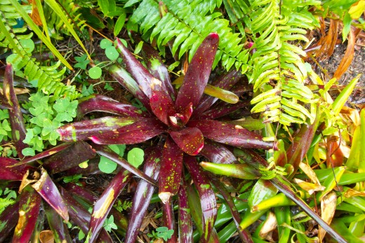 My favorite Neoregelia