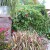 This bromeliad on the wall and on the ground is a Billbergia and both are in galvanized pots. This bromeliad on the wall and on the ground is a Billbergia and both are in galvanized pots.