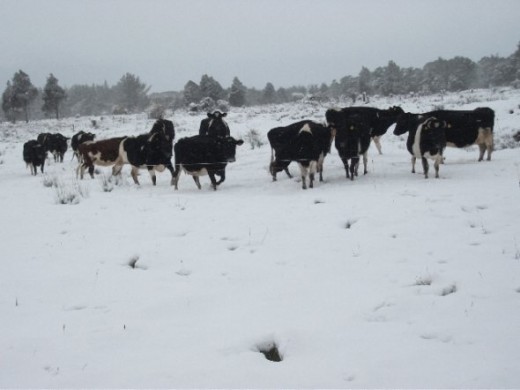 My heart would ache watching those cows looking at us to feed them, I could feel the cold so I wonder how cold the cows were. 