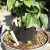 This is a rare fig, Ficus brandegeei raised up using a nursery pot to allow the roots to grow down before I removed the nursery pot. This is a rare fig, Ficus brandegeei raised up using a nursery pot to allow the roots to grow down before I removed the nursery pot.