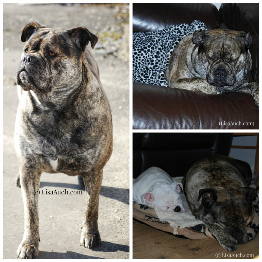 Bull mastiff Majestic Stance and awesome pet