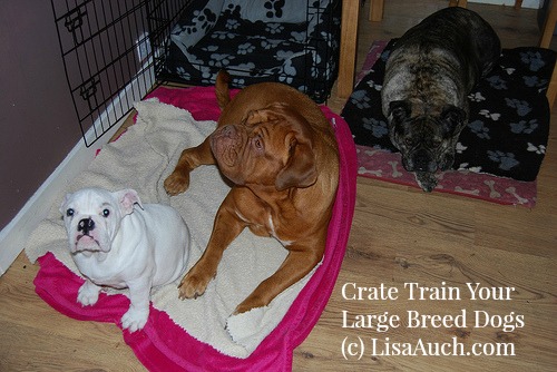 Crate train your dogs responsibly. 