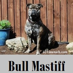Bullmastiff Dog