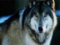 A revised Will Starr short Story and some unsolicited advice