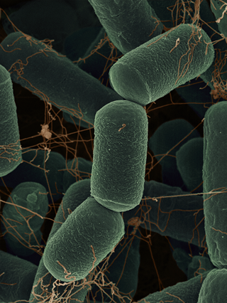 Methanobacteriales