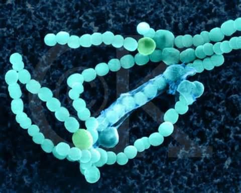 Archebacteria