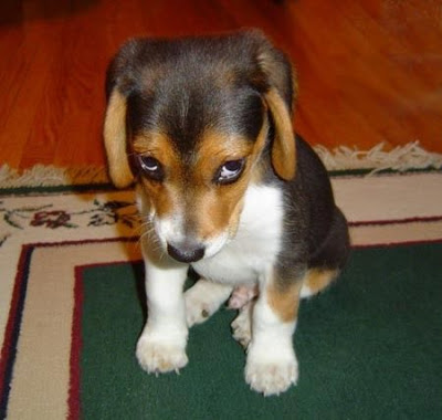 You are NOT a puppy to be scolded!