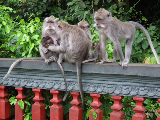 Residents of the Monkey Forest Temple