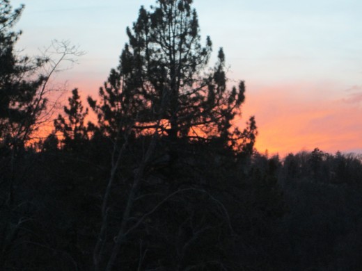 Outline of a pine tree at sunset.