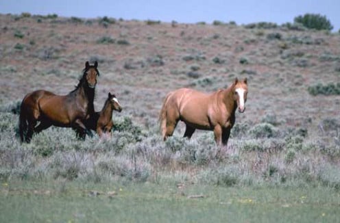 Horse wranglers managed the herd of horses