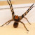 the feared Brazilian Wandering Spider in attack mode