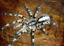 The beautiful and deadly (to its prey) Poecilotheria rajaei