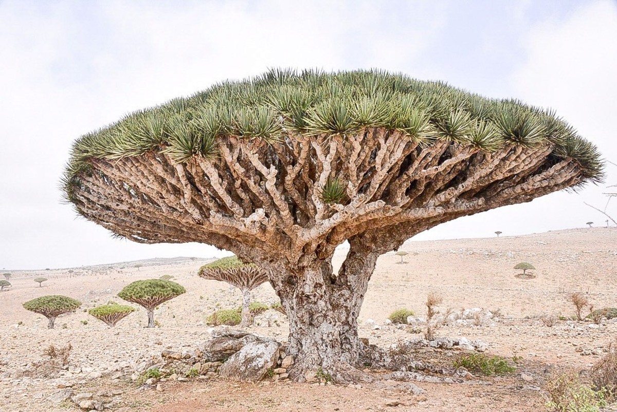 Another dragon blood tree