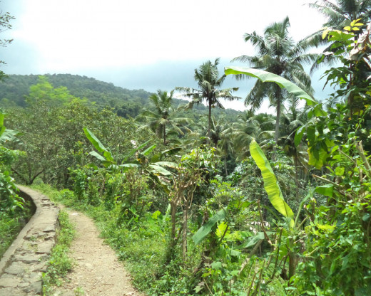 The initial path at the trekking spot of Marottichal