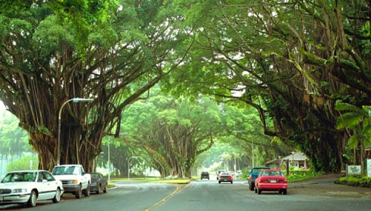 Banyan Tree Canopy on Historic Banyan Drive