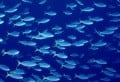 Big pond versus big fish