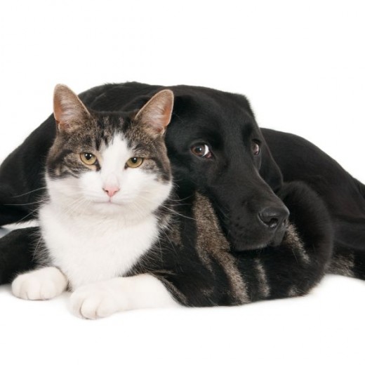 Cats and Dogs in Harmony