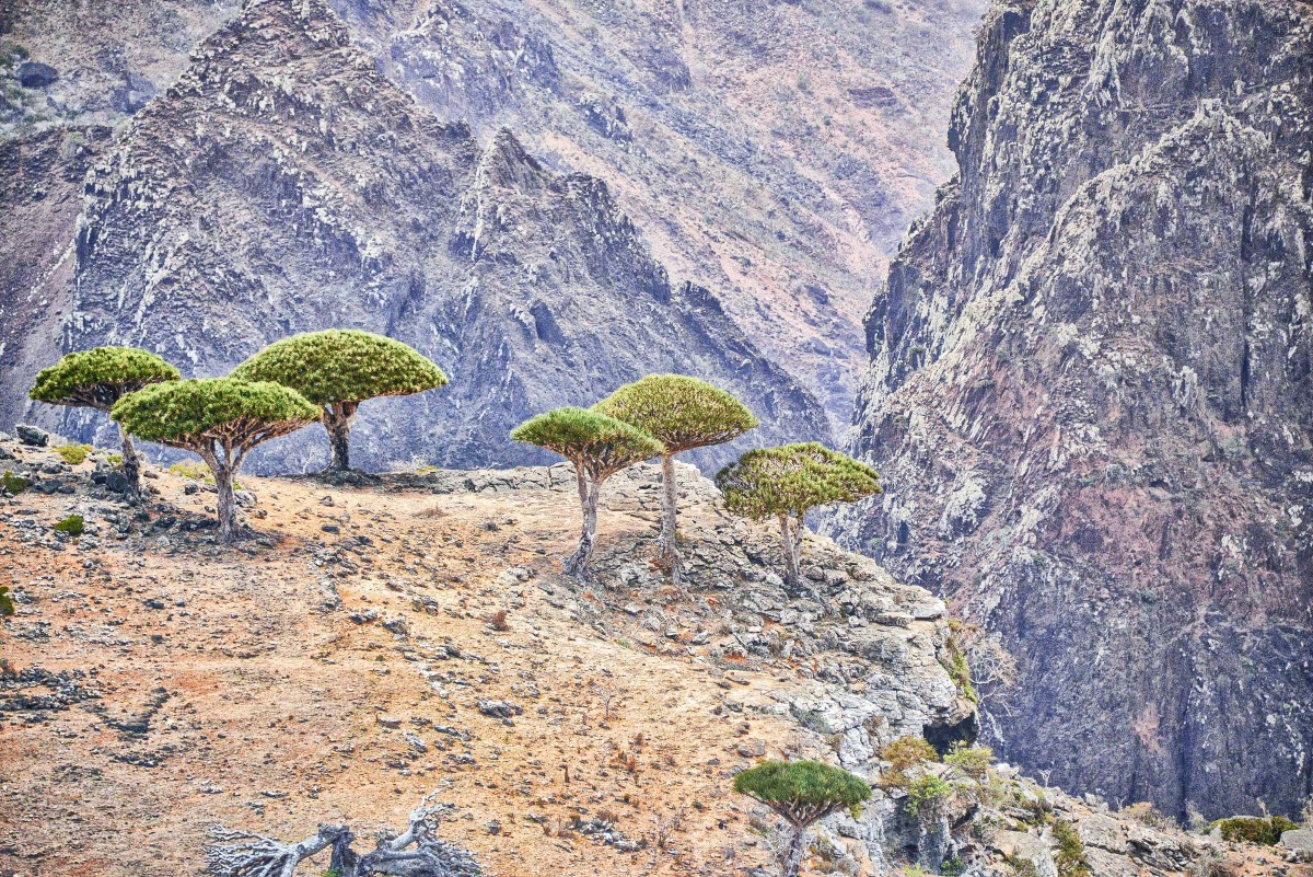 Trees growing on a mountain plateau