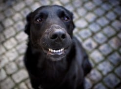 Brush Your Dog's Teeth!