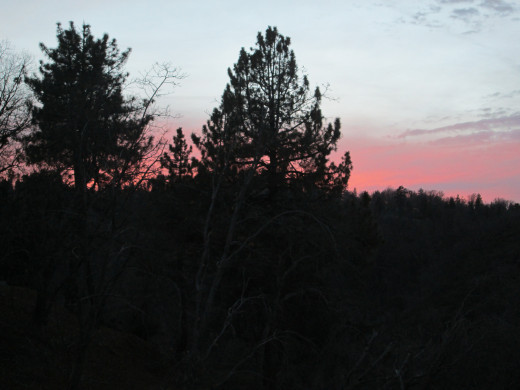 The pine tree is illuminated at sunset.