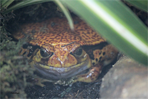 Tomato Frog