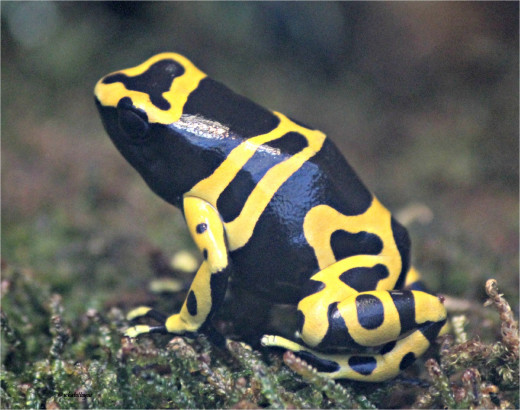 Bumble Bee Poison Frog