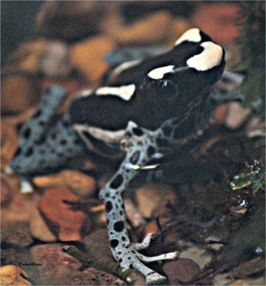 Blue Poison Frog