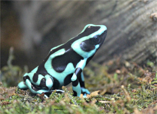 Green and Black Poison Frog